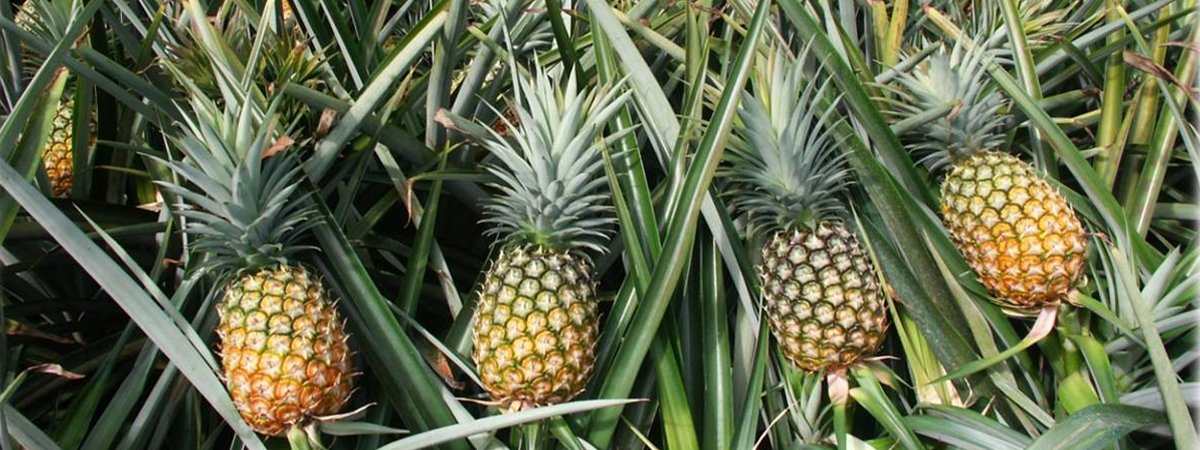Fruit Banner
